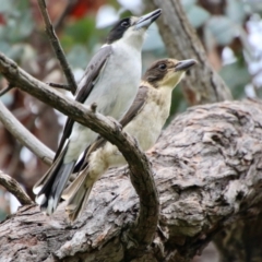 Cracticus torquatus (Grey Butcherbird) at Hughes, ACT - 16 Oct 2021 by LisaH