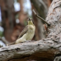 Cracticus torquatus at Hughes, ACT - 16 Oct 2021 04:13 PM