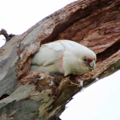 Cacatua tenuirostris (Long-billed Corella) at GG38 - 16 Oct 2021 by LisaH