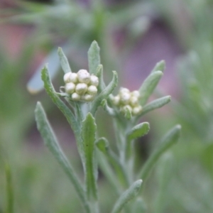 Pseudognaphalium luteoalbum at Hughes, ACT - 16 Oct 2021