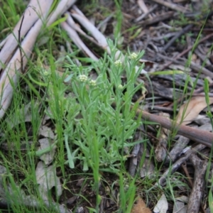 Pseudognaphalium luteoalbum at Hughes, ACT - 16 Oct 2021