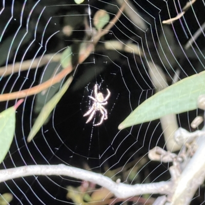 Araneinae (subfamily) (Orb weaver) at Molonglo Valley, ACT - 16 Oct 2021 by Cricket