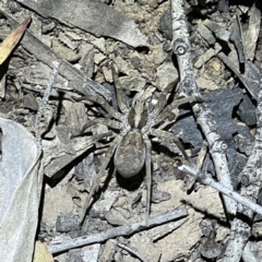 Tasmanicosa sp. (genus) (Unidentified Tasmanicosa wolf spider) at Molonglo Valley, ACT - 16 Oct 2021 by Cricket