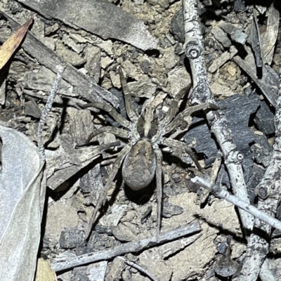 Tasmanicosa sp. (genus) (Unidentified Tasmanicosa wolf spider) at Molonglo Valley, ACT - 16 Oct 2021 by Cricket