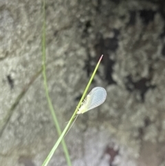 Chrysopidae (family) at Acton, ACT - 16 Oct 2021