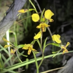 Diuris nigromontana (Black Mountain Leopard Orchid) at Acton, ACT - 16 Oct 2021 by JimL
