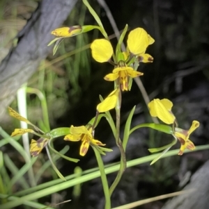 Diuris nigromontana at Acton, ACT - suppressed