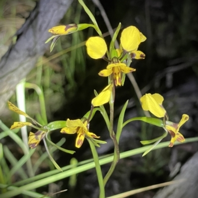 Diuris nigromontana (Black Mountain Leopard Orchid) at Acton, ACT - 16 Oct 2021 by Cricket