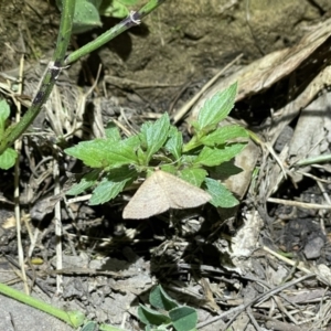 Scopula (genus) at Acton, ACT - 16 Oct 2021