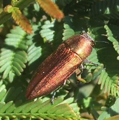 Melobasis propinqua (Propinqua jewel beetle) at O'Connor, ACT - 16 Oct 2021 by Ned_Johnston
