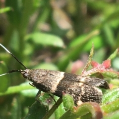 Lasiosticha canilinea (Phycitinae) at O'Connor, ACT - 16 Oct 2021 by NedJohnston