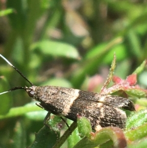 Lasiosticha canilinea at O'Connor, ACT - 16 Oct 2021