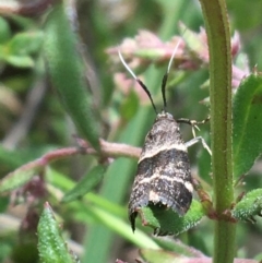 Lasiosticha canilinea at O'Connor, ACT - 16 Oct 2021