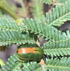 Calomela parilis (Leaf beetle) at O'Connor, ACT - 16 Oct 2021 by Ned_Johnston