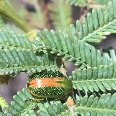 Calomela parilis (Leaf beetle) at O'Connor, ACT - 16 Oct 2021 by Ned_Johnston