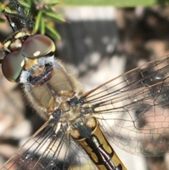 Hemicordulia tau (Tau Emerald) at O'Connor, ACT - 16 Oct 2021 by NedJohnston
