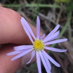 Brachyscome rigidula (Hairy Cut-leaf Daisy) at O'Connor, ACT - 16 Oct 2021 by NedJohnston