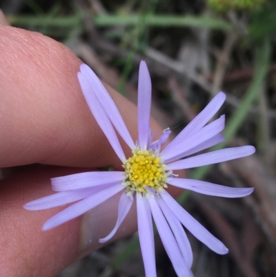 Brachyscome rigidula (Hairy Cut-leaf Daisy) at O'Connor, ACT - 16 Oct 2021 by NedJohnston