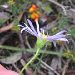 Brachyscome rigidula at O'Connor, ACT - 16 Oct 2021