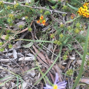 Brachyscome rigidula at O'Connor, ACT - 16 Oct 2021 12:20 PM