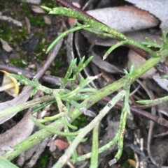 Brachyscome rigidula at O'Connor, ACT - 16 Oct 2021 12:20 PM