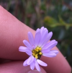 Brachyscome rigidula (Hairy Cut-leaf Daisy) at O'Connor, ACT - 16 Oct 2021 by Ned_Johnston