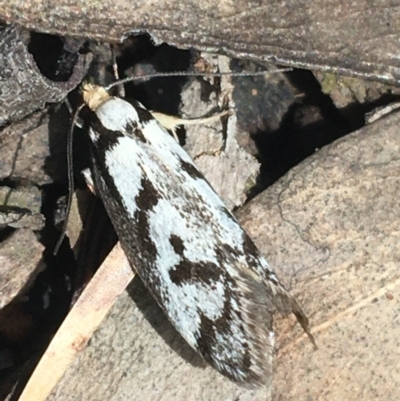 Eusemocosma pruinosa (Philobota Group Concealer Moth) at O'Connor, ACT - 16 Oct 2021 by NedJohnston