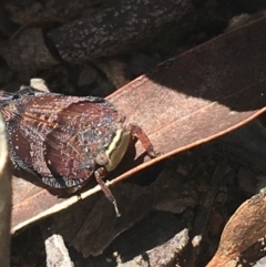 Platybrachys decemmacula (Green-faced gum hopper) at O'Connor, ACT - 16 Oct 2021 by Ned_Johnston