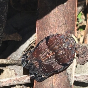 Platybrachys decemmacula at O'Connor, ACT - 16 Oct 2021 12:50 PM