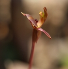 Chiloglottis trapeziformis (Diamond Ant Orchid) at Mount Jerrabomberra - 16 Oct 2021 by cherylhodges