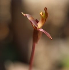 Chiloglottis trapeziformis (Diamond Ant Orchid) at Jerrabomberra, NSW - 16 Oct 2021 by cherylhodges