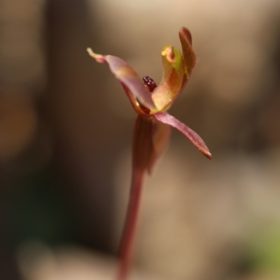 Chiloglottis trapeziformis (Diamond Ant Orchid) at Jerrabomberra, NSW - 16 Oct 2021 by cherylhodges