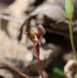 Chiloglottis trapeziformis at Jerrabomberra, NSW - suppressed