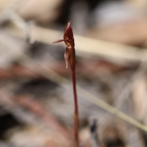 Chiloglottis trapeziformis at Jerrabomberra, NSW - suppressed