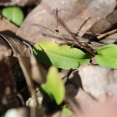 Chiloglottis trapeziformis at Jerrabomberra, NSW - suppressed