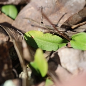 Chiloglottis trapeziformis at Jerrabomberra, NSW - suppressed