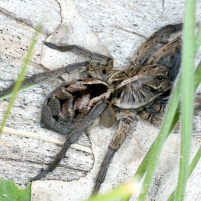 Tasmanicosa sp. (genus) (Tasmanicosa wolf spider) at Pialligo, ACT - 16 Sep 2021 by jb2602