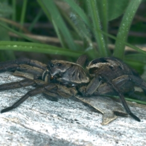 Tasmanicosa sp. (genus) at Pialligo, ACT - 16 Sep 2021