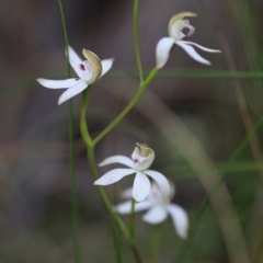 Caladenia moschata (Musky Caps) at Mount Jerrabomberra QP - 16 Oct 2021 by cherylhodges