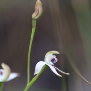 Caladenia moschata at Jerrabomberra, NSW - suppressed