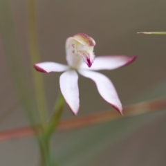 Caladenia moschata (Musky Caps) at Jerrabomberra, NSW - 16 Oct 2021 by cherylhodges