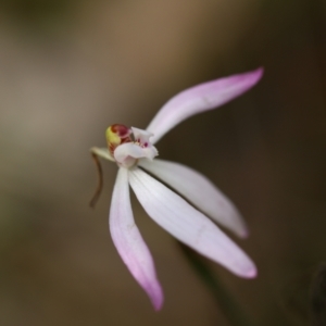 Caladenia sp. at Jerrabomberra, NSW - suppressed