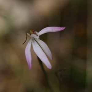 Caladenia sp. at Jerrabomberra, NSW - suppressed