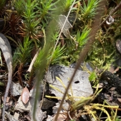 Caladenia sp. at Jerrabomberra, NSW - suppressed