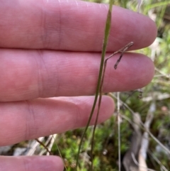 Caladenia sp. at Jerrabomberra, NSW - suppressed