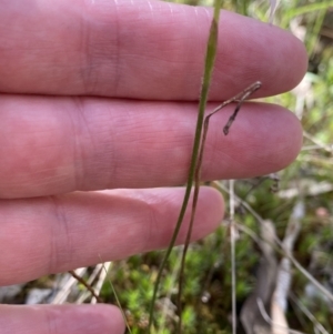 Caladenia sp. at Jerrabomberra, NSW - suppressed