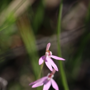 Caladenia carnea at Jerrabomberra, NSW - suppressed