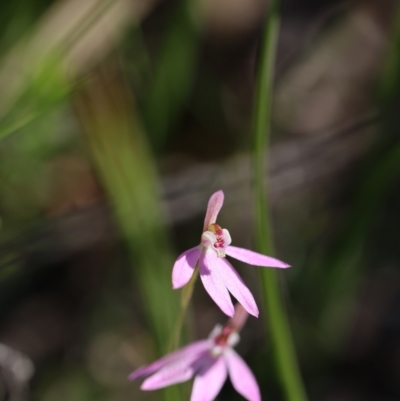 Caladenia carnea (Pink Fingers) at Mount Jerrabomberra - 16 Oct 2021 by cherylhodges