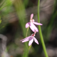 Caladenia carnea at Jerrabomberra, NSW - suppressed