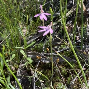 Caladenia carnea at Jerrabomberra, NSW - suppressed